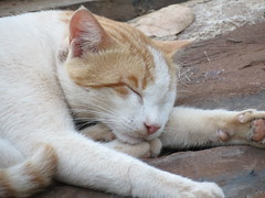 Sleepy Cat
