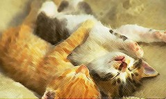 kittens
