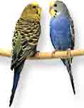 Art of wooing@abhijitbhaduri.com